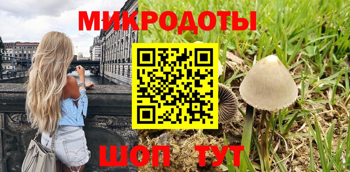 Галлюциногенные грибы Psilocybe Горно-Алтайск